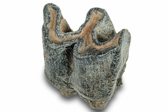 Fossil Woolly Rhino (Coelodonta) Tooth Crown - Siberia #253970